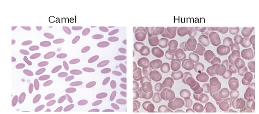 Camel red blood cells side by side with human red blood cells